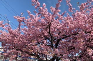 IMG_3157.jpeg