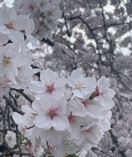 IMG_3330.jpeg