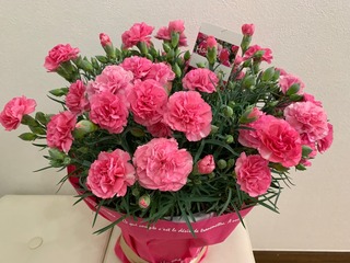 IMG_3520.jpeg