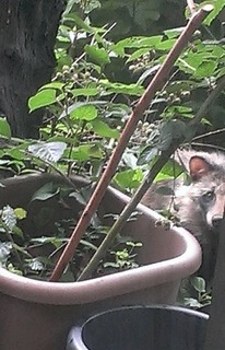 IMG_3794.jpeg