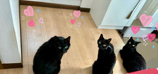 IMG_4117.jpeg