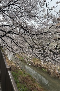 IMG_6033-ebe2a.jpeg