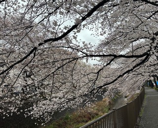 IMG_6040.jpeg
