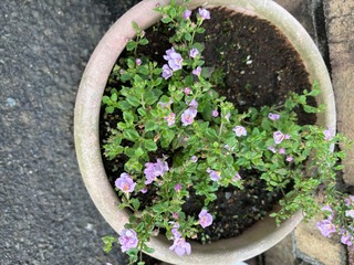 IMG_6080.jpeg